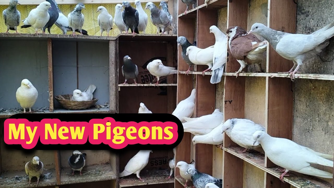 मैं आज बहुत सारे कबूतर लेकर आया हूँ 🔥🔥I Brought a lot of Pigeons today.
