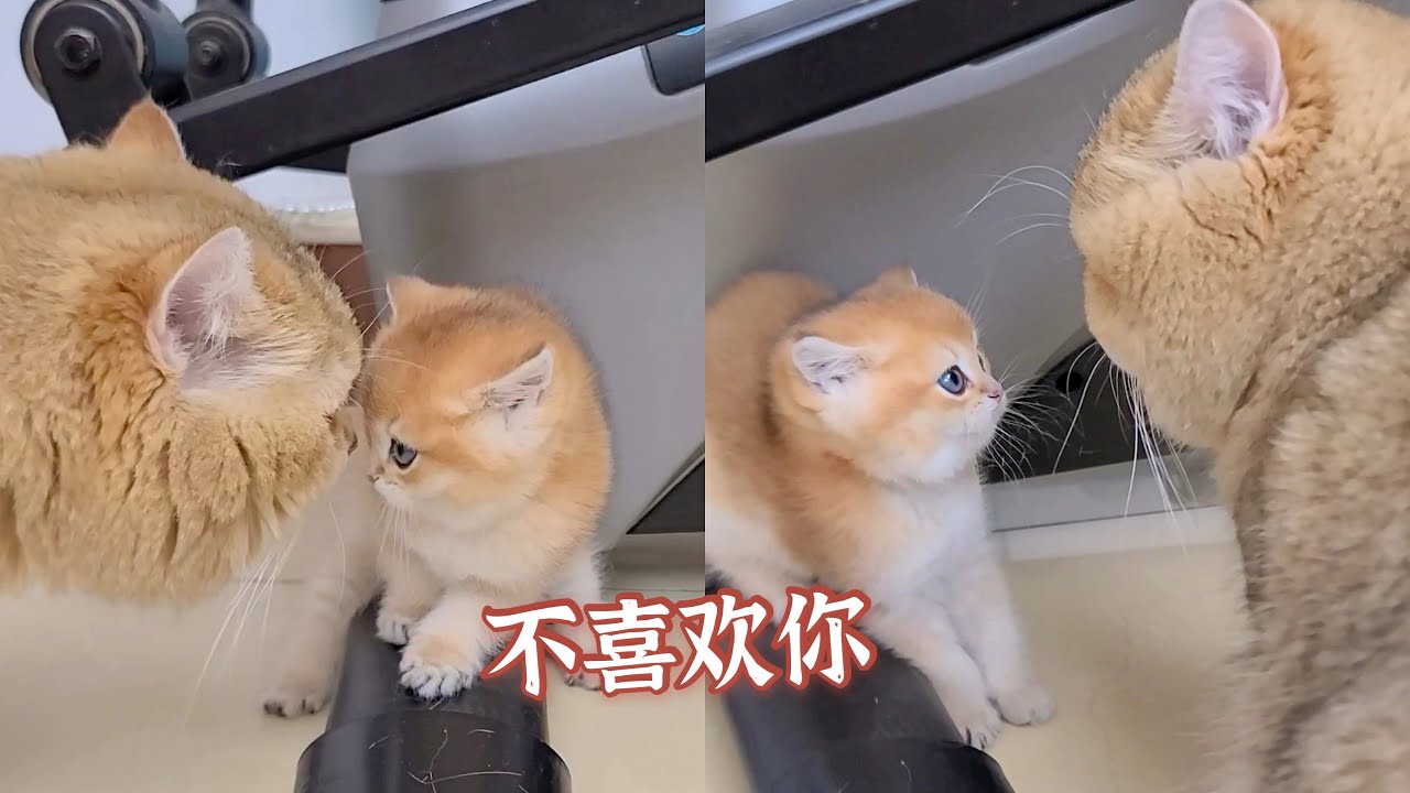 小奶猫日常讨厌凶猫爸爸，但猫爸爸还是超级喜欢它！