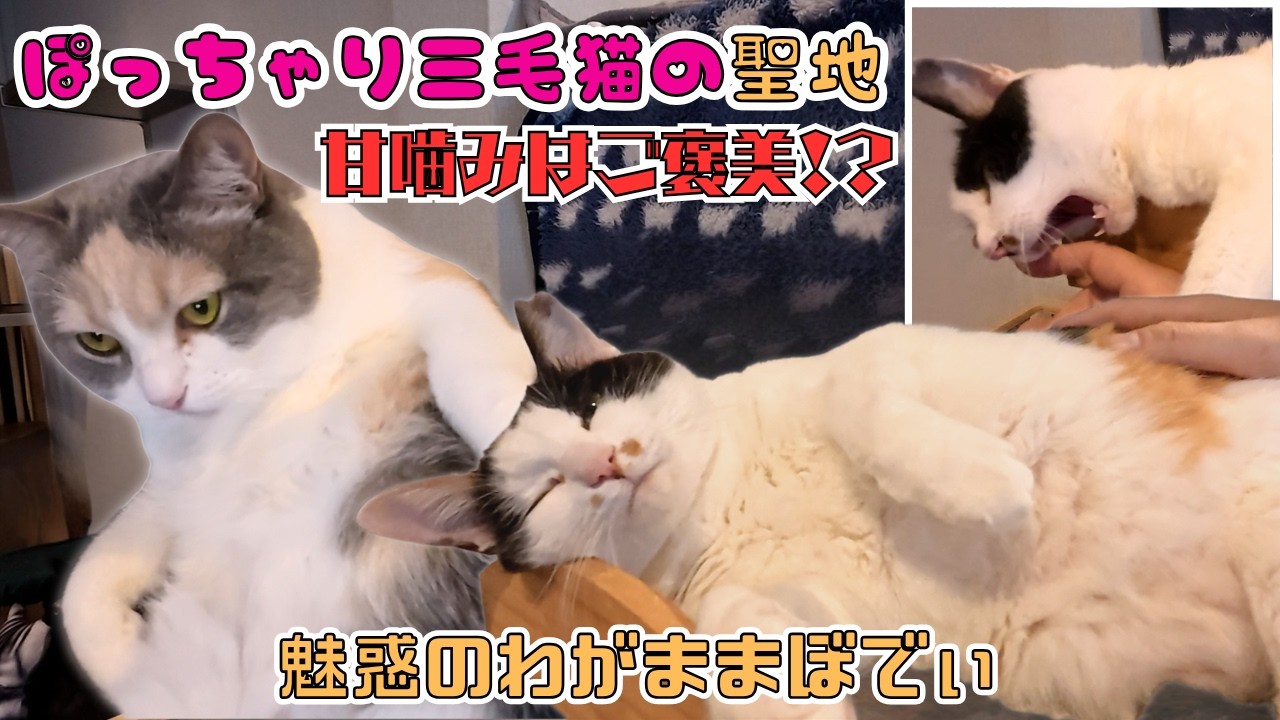 ぽっちゃり猫の聖地！わがままぼでぃの三毛猫達の撫で事が最高過ぎて甘噛みすらご褒美でした（保護猫カフェ森のねこ舎）淡路A cute, plump calico cat