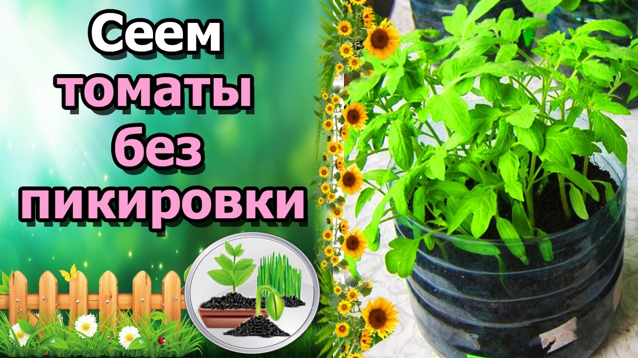 🍅ПРОСТЕЙШИЙ СПОСОБ ВЫРАЩИВАНИЯ ТОМАТОВ БЕЗ ПИКИРОВКИ!!!