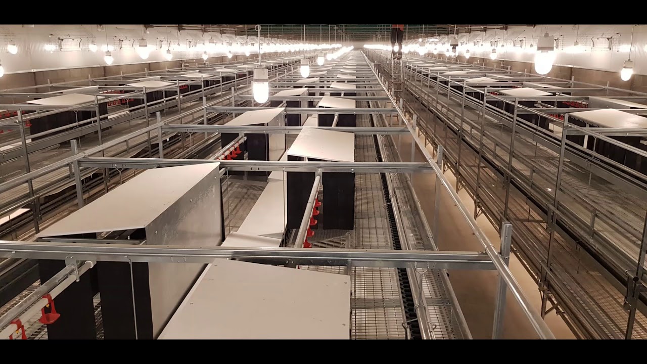 VALLI aviario puesta VITA