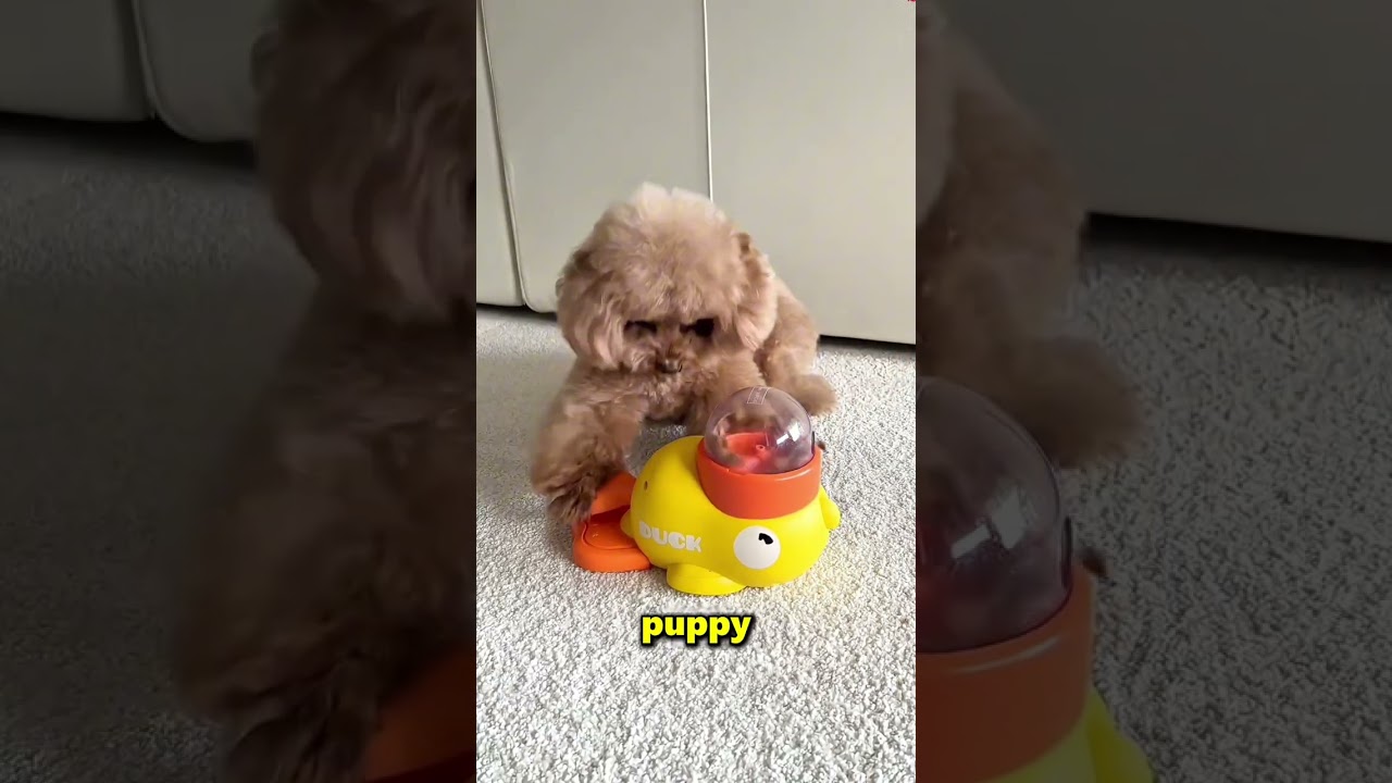 Этот щенок был в полном восторге от своей новой игрушки ❤️