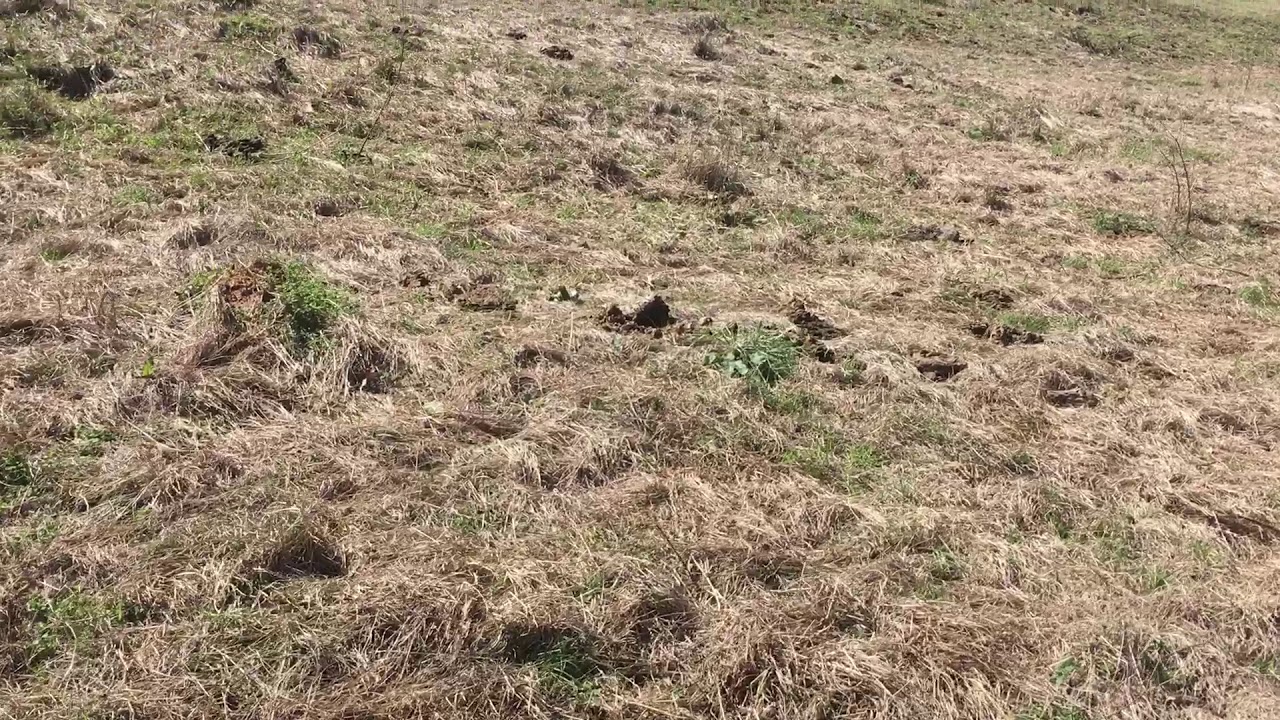 How did stockpiling hey work for me