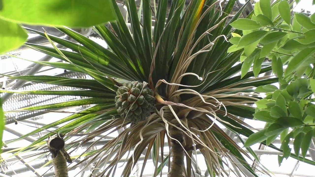 タコノキ（蛸の木）：Screw pine