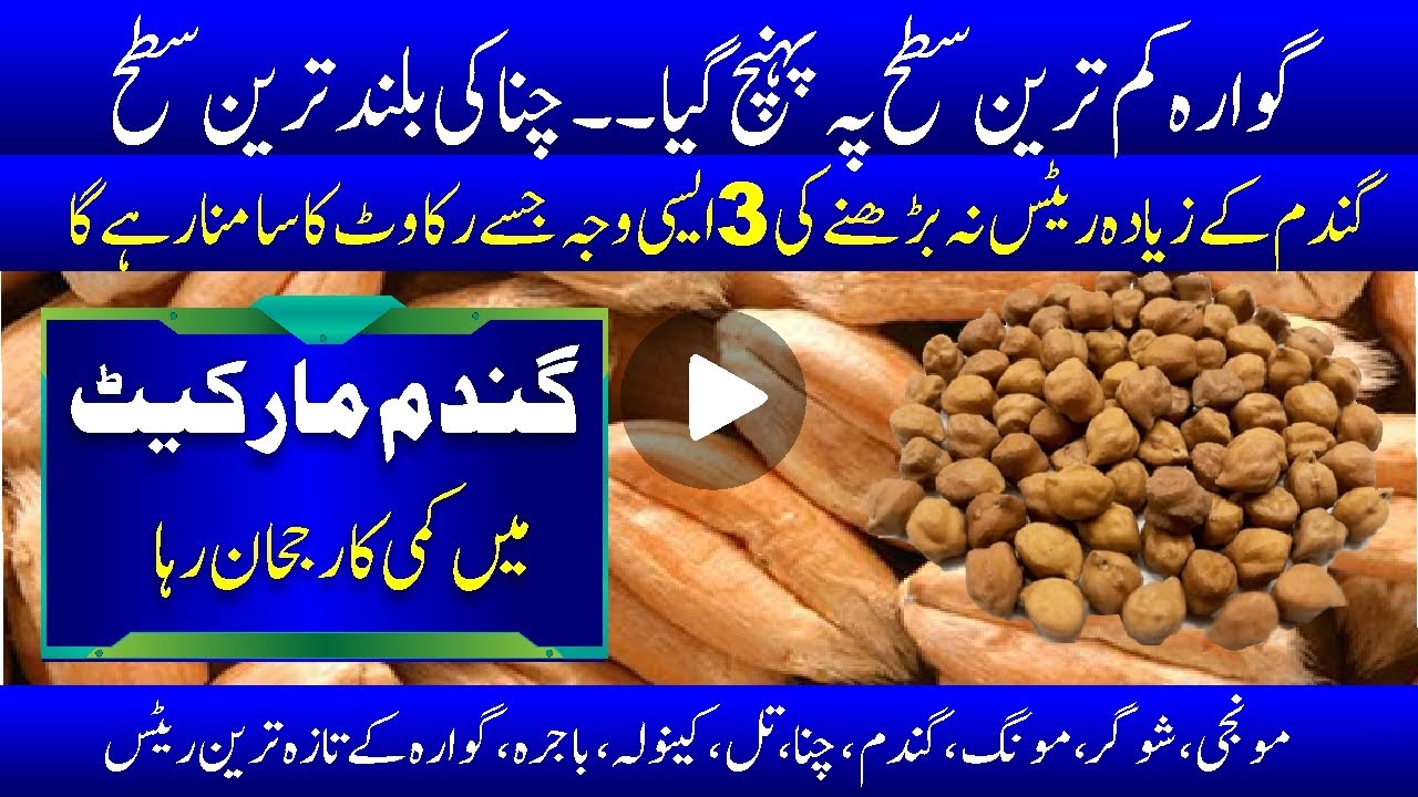 Wheat prices fell | Guara has reached its lowest level | The highest level of gram | Bashir Sandhila