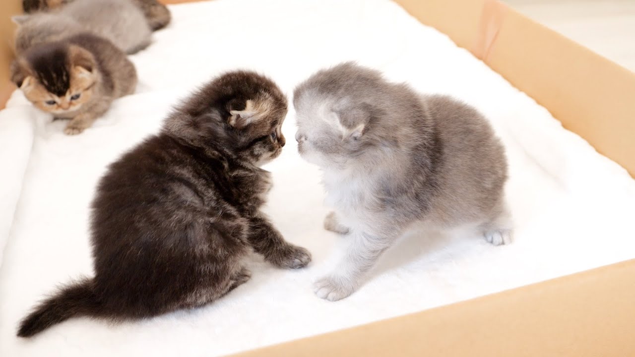 Котята смотрели друг на друга и дерлись — это было так мило!