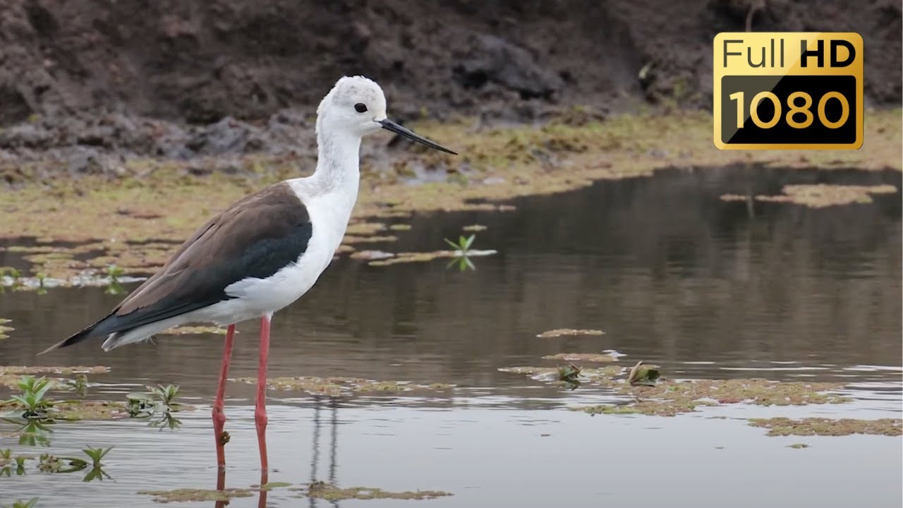 Botswana Birds and Wildlife in Motion: A Spectacular Showcase (Part 3)