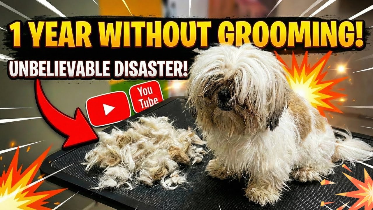 1 year without grooming