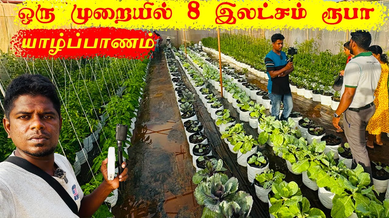 சிறிய இடத்தில் விவசாயம்  , அதிக இலாபம் Farming method in Jaffna  youtubers | Tamil  Vlog