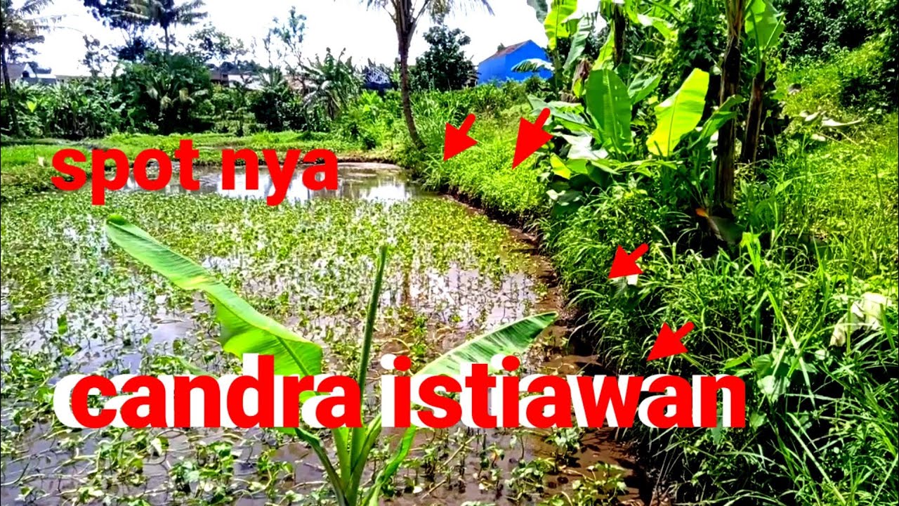 BENAR !!! SPOT NYA MAS CANDRA ISTIAWAN BELUTNYA BESAR BESAR