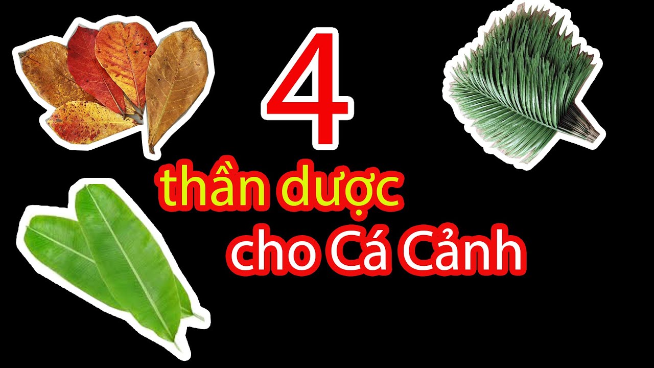 4 Loại Lá sử dụng tốt cho Cá Cảnh ảnh hưởng tới PH như thế nào? Nước Đen (Blackwater) cho cá