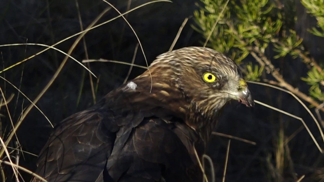 AGUILUCHO LAGUNERO OCCIDENTAL//OCCIDENTAL MARSH HARRIER