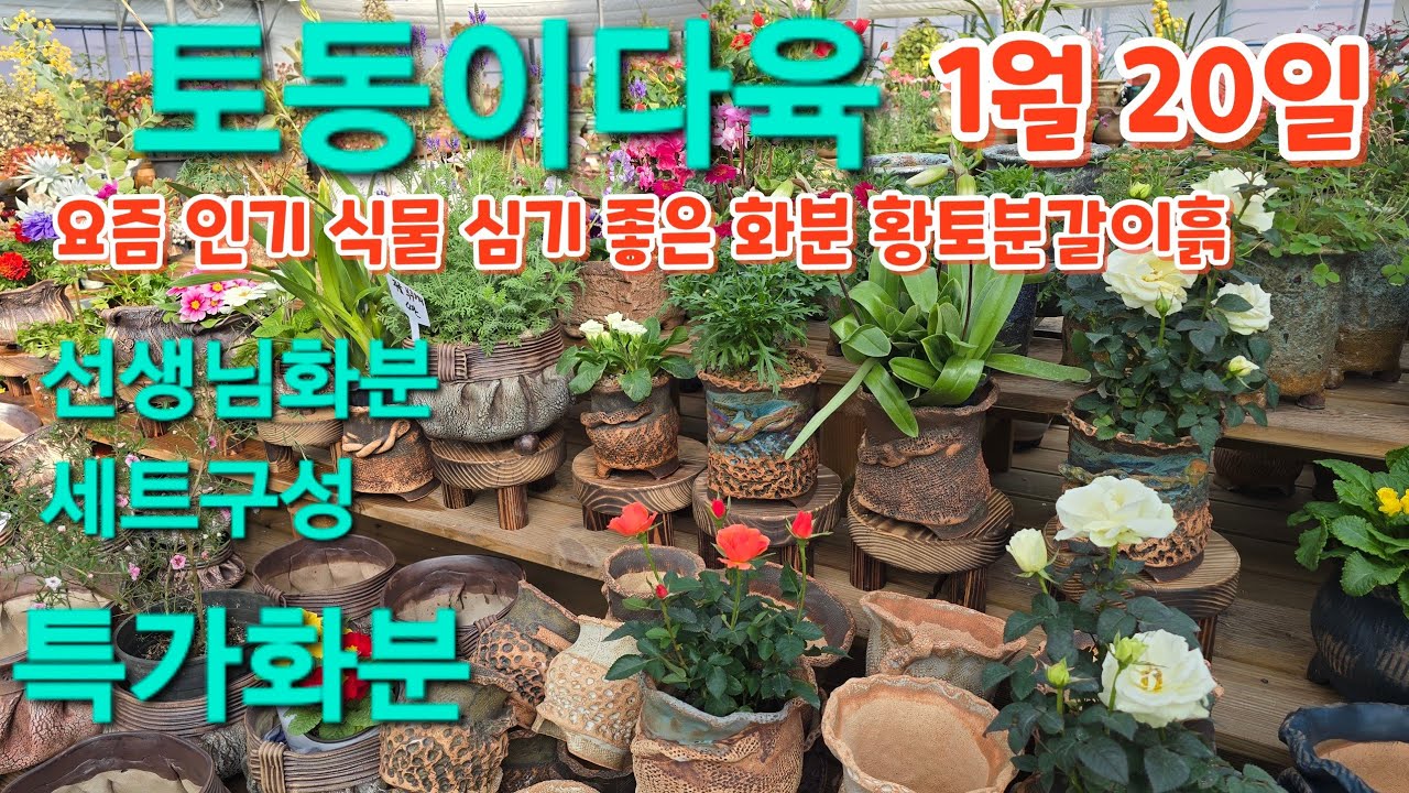 인기 #겨울꽃 심기 좋은 #화분 #선생님화분{세트구성} #황토분갈이흙 #토동이다육