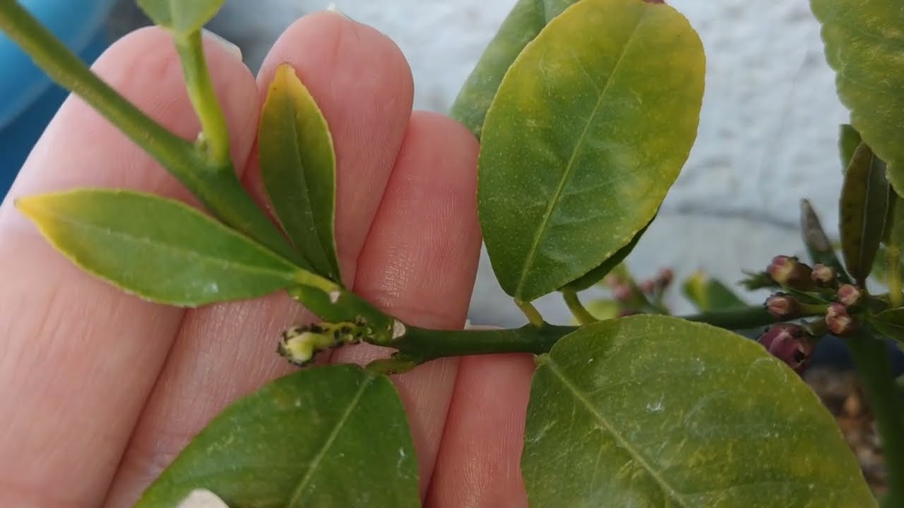 Limonum boceklendi. Nece temizledim. Limon agacinin boceklenmesi, yarpaqlarin sirelenmesi.