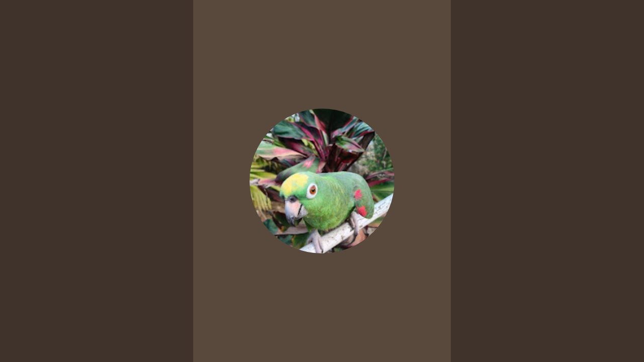 LOROS 92 está en vivo