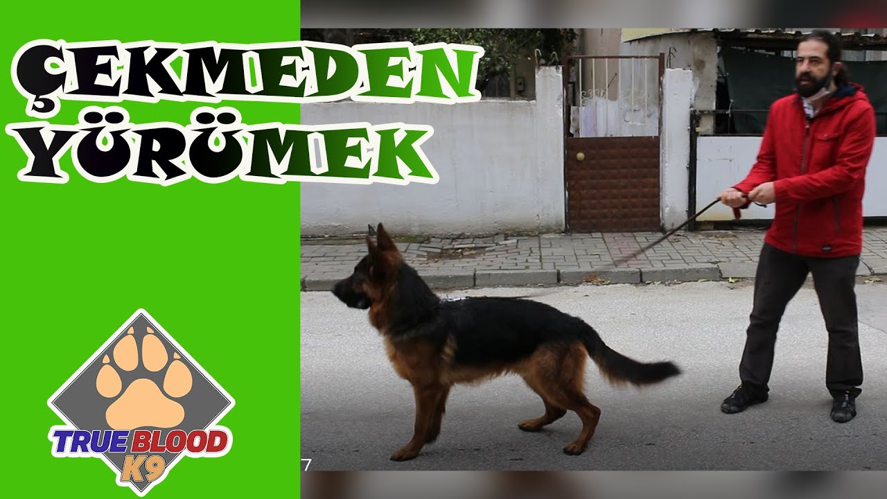 KÖPEĞİNİZ YÜRÜRKEN ÇOK MU ÇEKİYOR - KÖPEKLE YÜRÜYÜŞ - ÇEKMEDEN YÜRÜME