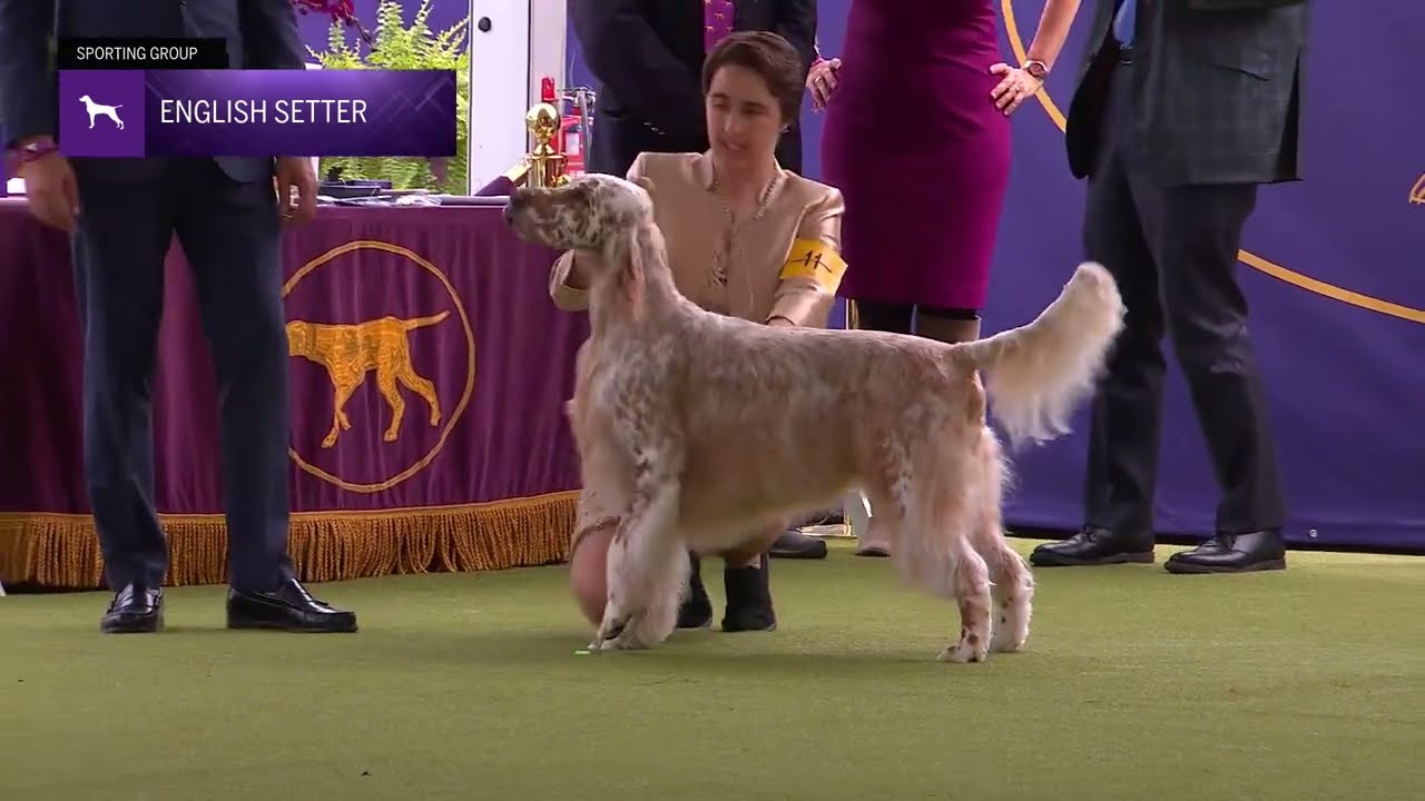 Setters (English) | Breed Judging 2024