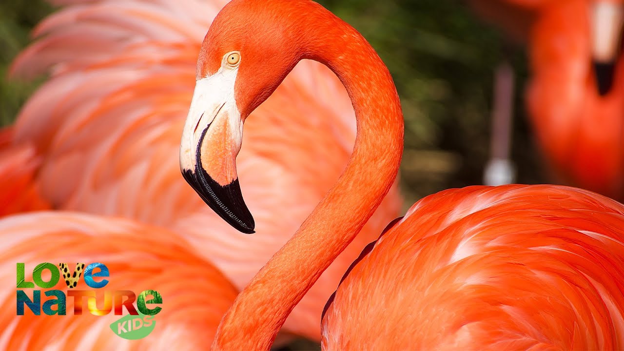 Why Flamingos Are the Most Bizarre Birds on Earth | Animal Empires 101