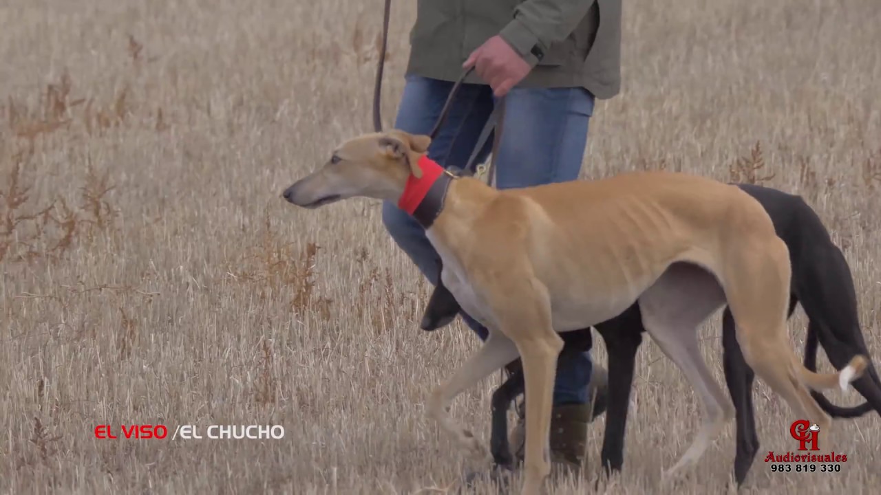 Previas OCATAVOS  FCYL Galgos El Chucho 25 Nov 2017 Audiovisuales CH 4K