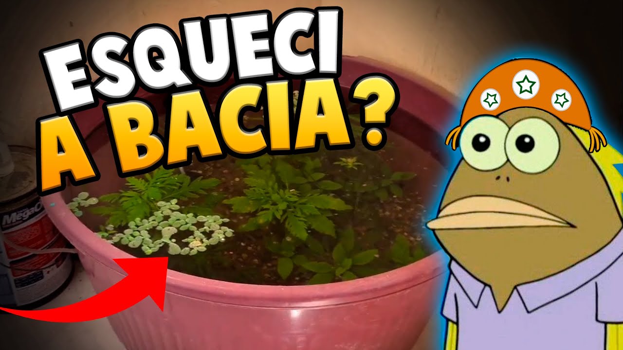 Atualização do Laguinho Bacia de 50 Litros