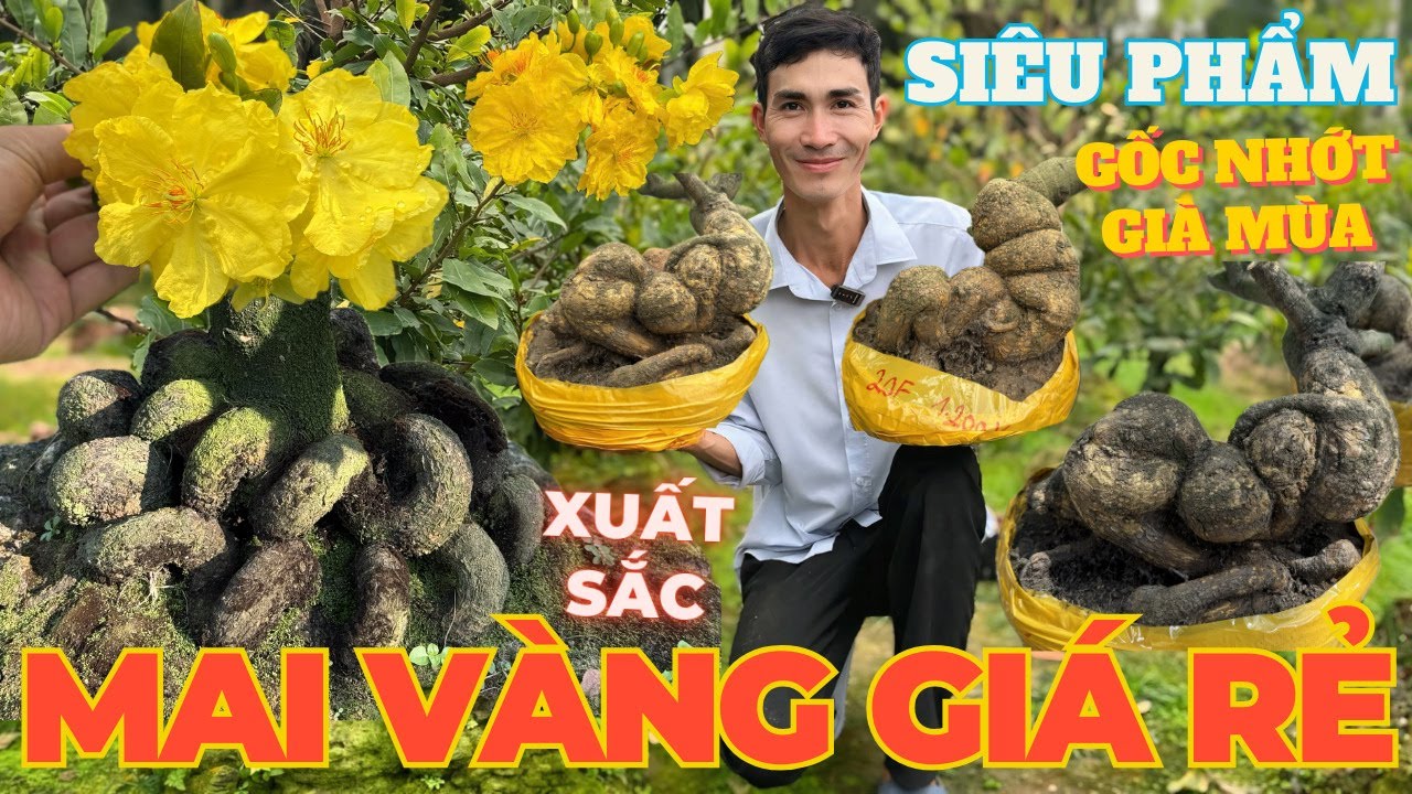 24-01 ANH TÍNH Giao Lưu Mai Vàng Giá Rẻ, Mai Ghép Gốc Nhớt Già Mùa Đế Đẹp Xuất Sắc • THÀNH TRỌNG LÊ