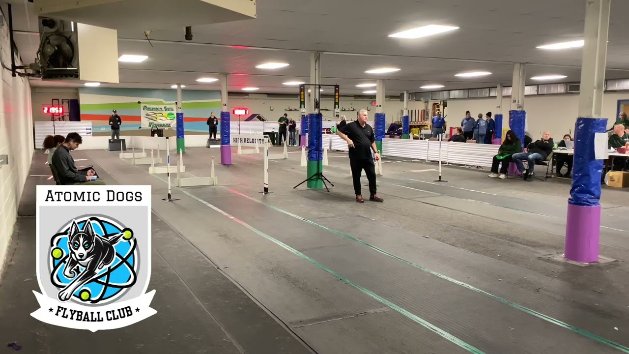 1/25/26 Race 49- Atomic Dogs Flyball Club {Bombs Away} // Animal Inn Winter 2026 Tournament