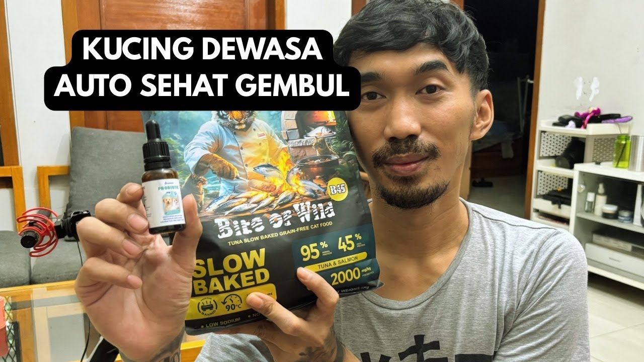 Kucing Dewasa Makan Dry Food Ini AUTO SEHAT & BAGUS