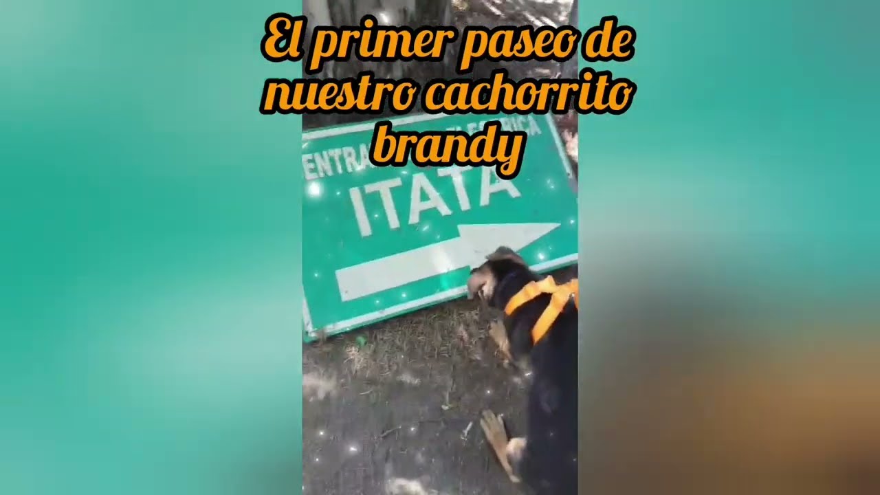 Brandy ladrando y Primer paseo de Brandy.
