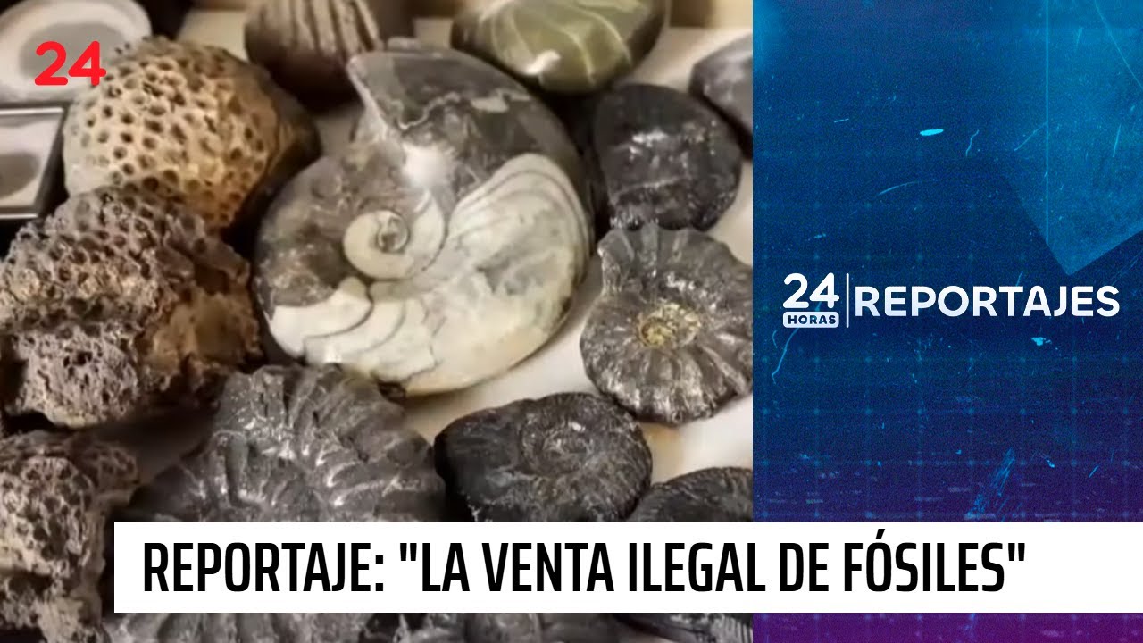 24 Horas Reportajes | Zarpazos al patrimonio: la venta ilegal de fósiles | 24 Horas TVN Chile