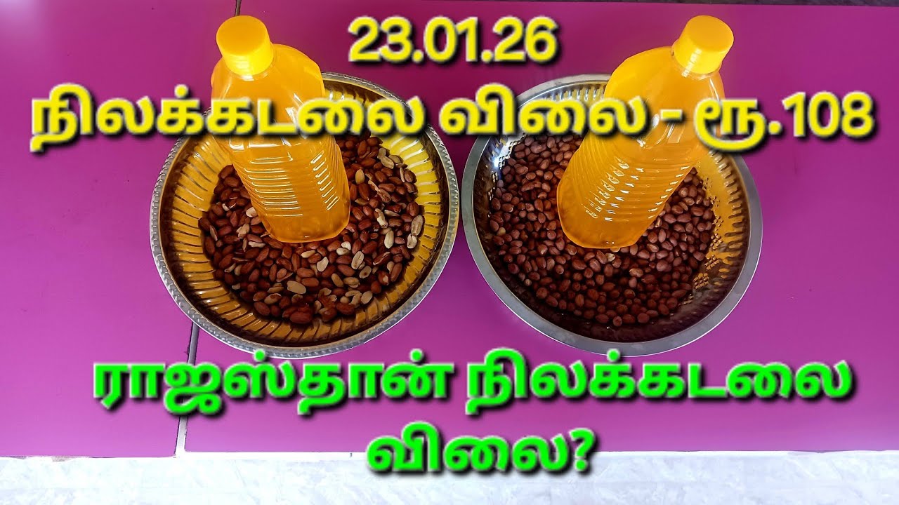 ராஜஸ்தான் நிலக்கடலை விலை நிலவரம் | அதிகரிக்கும் நிலக்கடலை பருப்பு விலை 