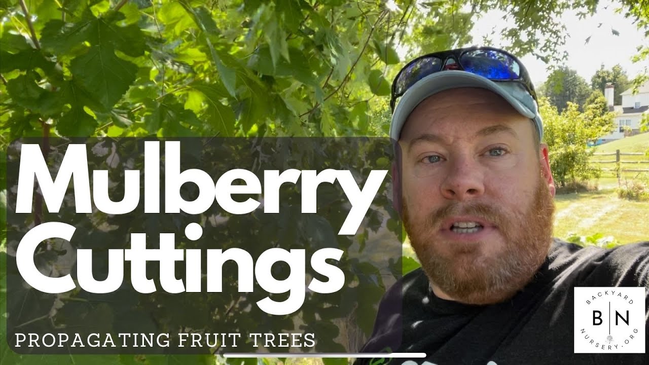 How to propagate Mulberry trees or mulberry bushes from cuttings