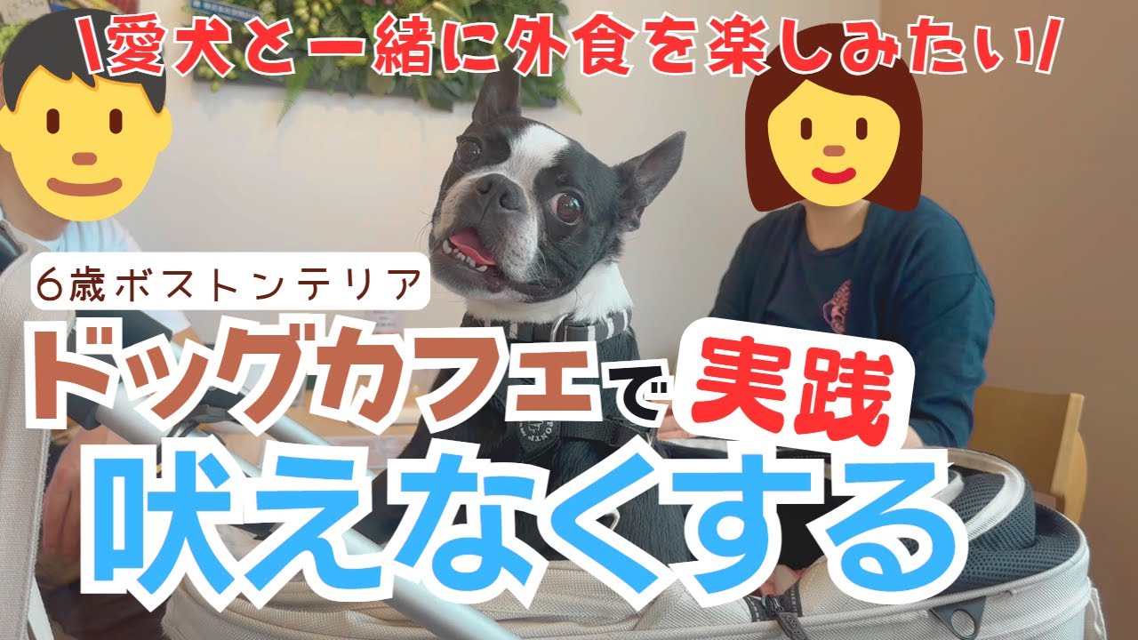 【犬しつけ】【ドッグカフェ】大人しく吠えずに待っていられる方法を実践練習！？
