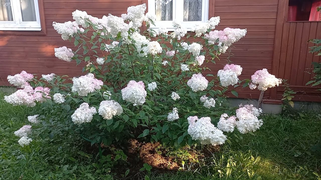 МЕТЕЛЬЧАТЫЕ ГОРТЕНЗИИ главное украшение сада! Преображение началось!!!😍(30.08.23)//#Hydrangea