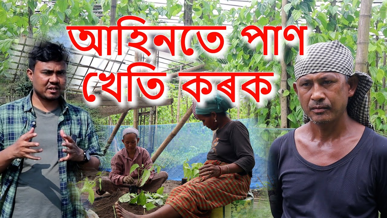 Betel leaf farming। আহিন মাহতে এইদৰে কৰক পাণ খেতি। GentleMan Farmer।