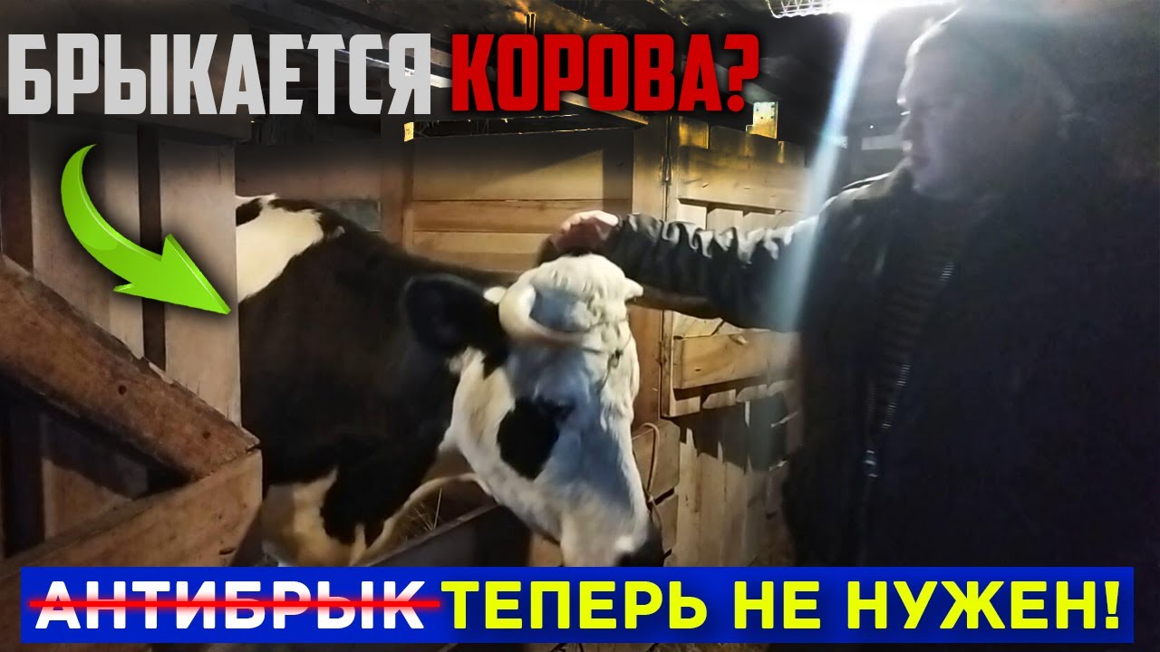 Брыкается корова!? После этого корова 100% не будет брыкаться! Антибрык из собственного опыта.