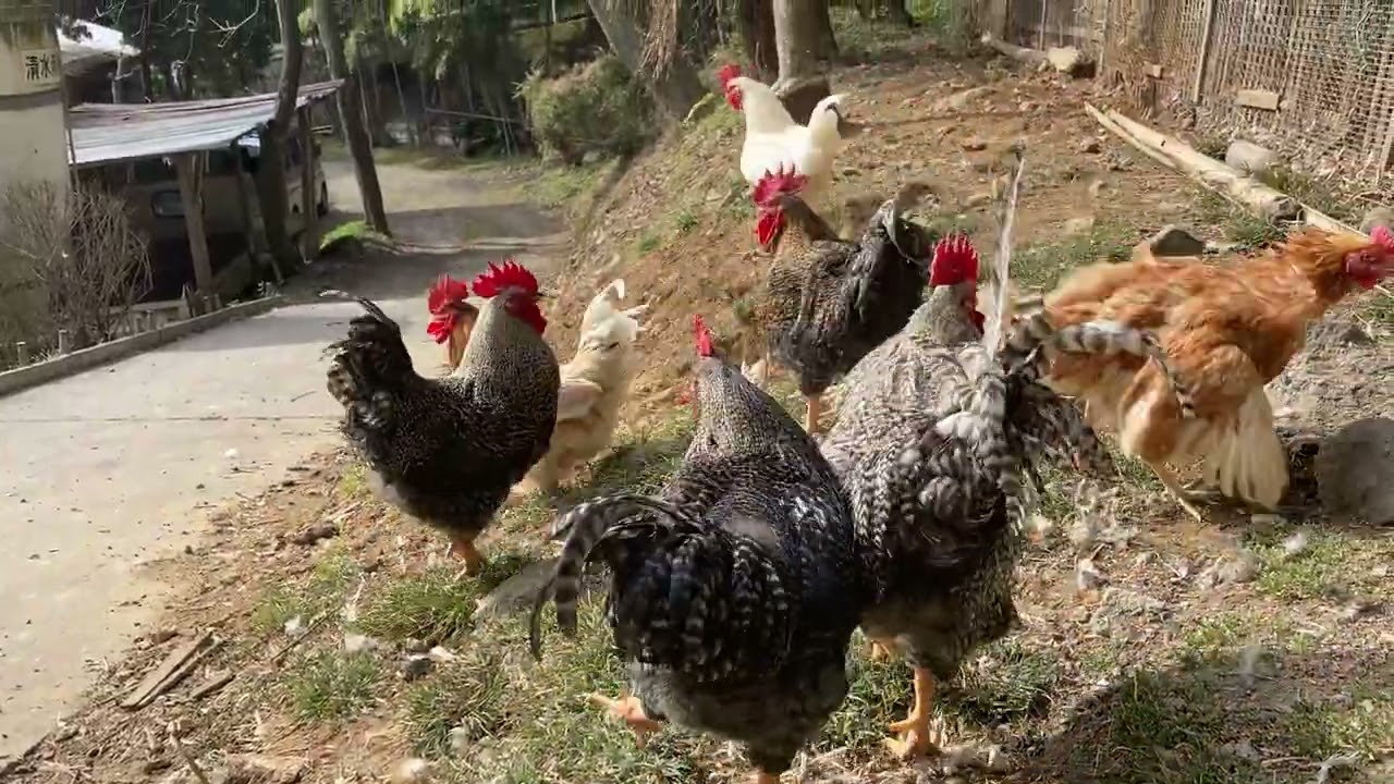 デジャブのように、またラテがやんちゃしている。更にあずきまで加わっている😅