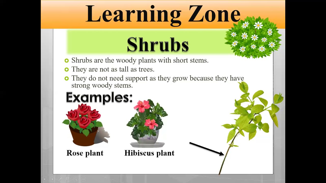 Class 2 Science Ch1 lesson 1 Types of plants
