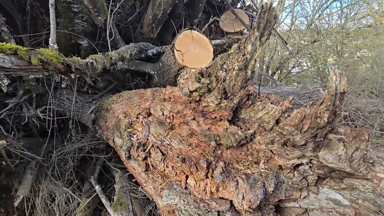 Der Knottenberg in Oberbiel - Ein Plädoyer für seinen Erhalt.