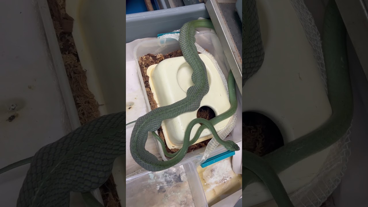 Breeding Snakes that Eat other Snakes comes with Hazards!