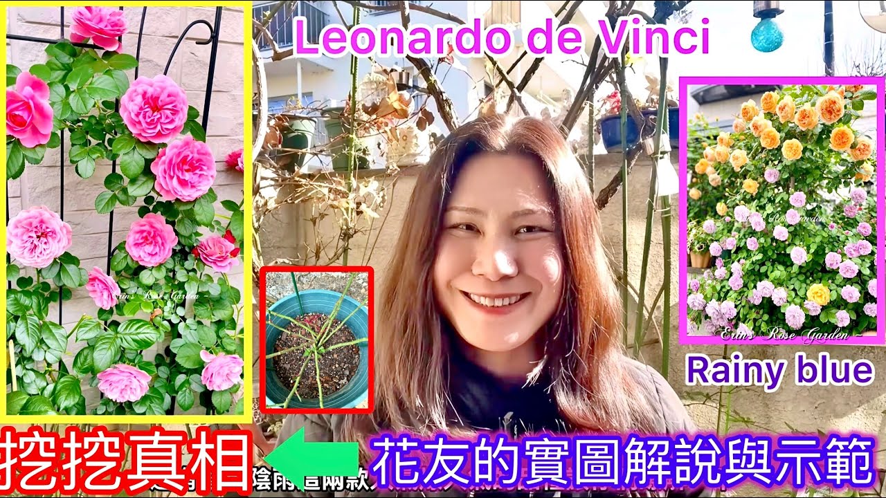 傳說中值得種植的勤花粉色達芬奇與耐陰的藍色陰雨，挖挖真相！藍色陰雨變八爪魚的起初點！ #Erin玫瑰花園#Leonardo da Vinci#rainyblue