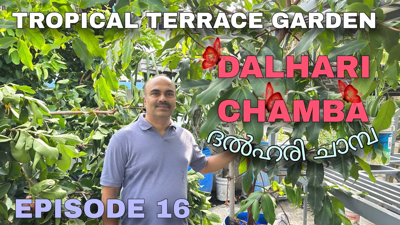 Dalhari Chamba | ദല്‍ഹരി ചാമ്പ | Episode 16