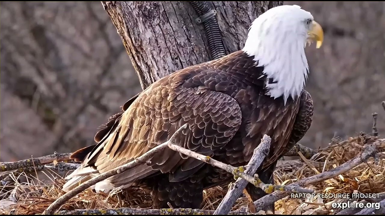 Decorah Hatchery Eagles Nestorations and close ups 02-09-2026