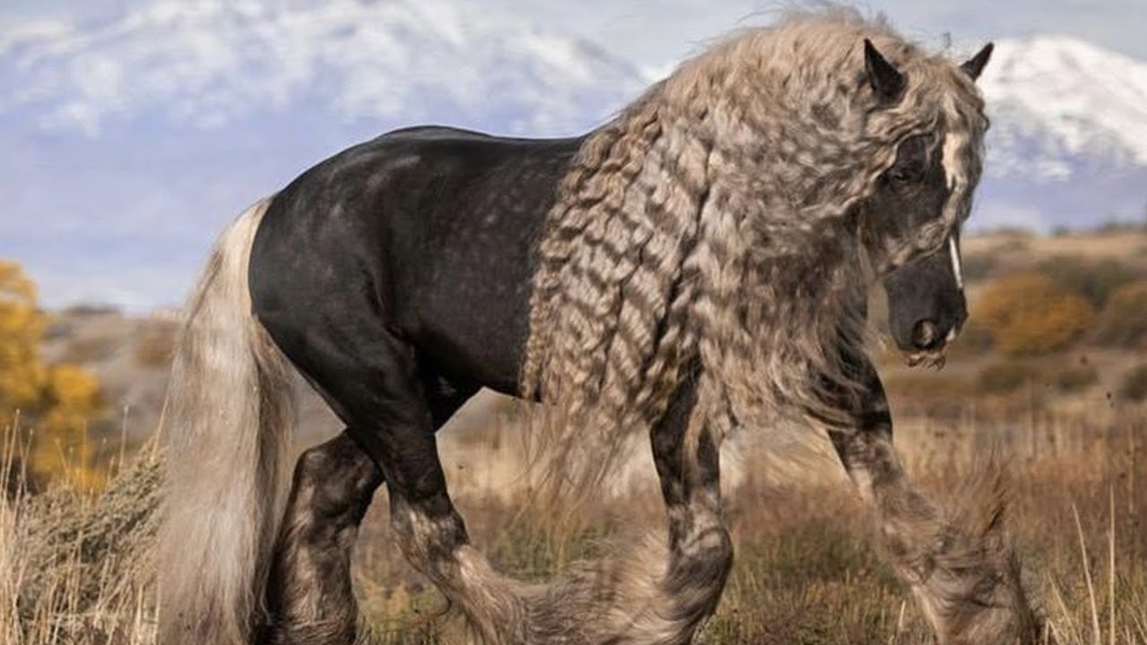 8 Cosas Que No Sabias De Los Caballos Percher&oacute;n