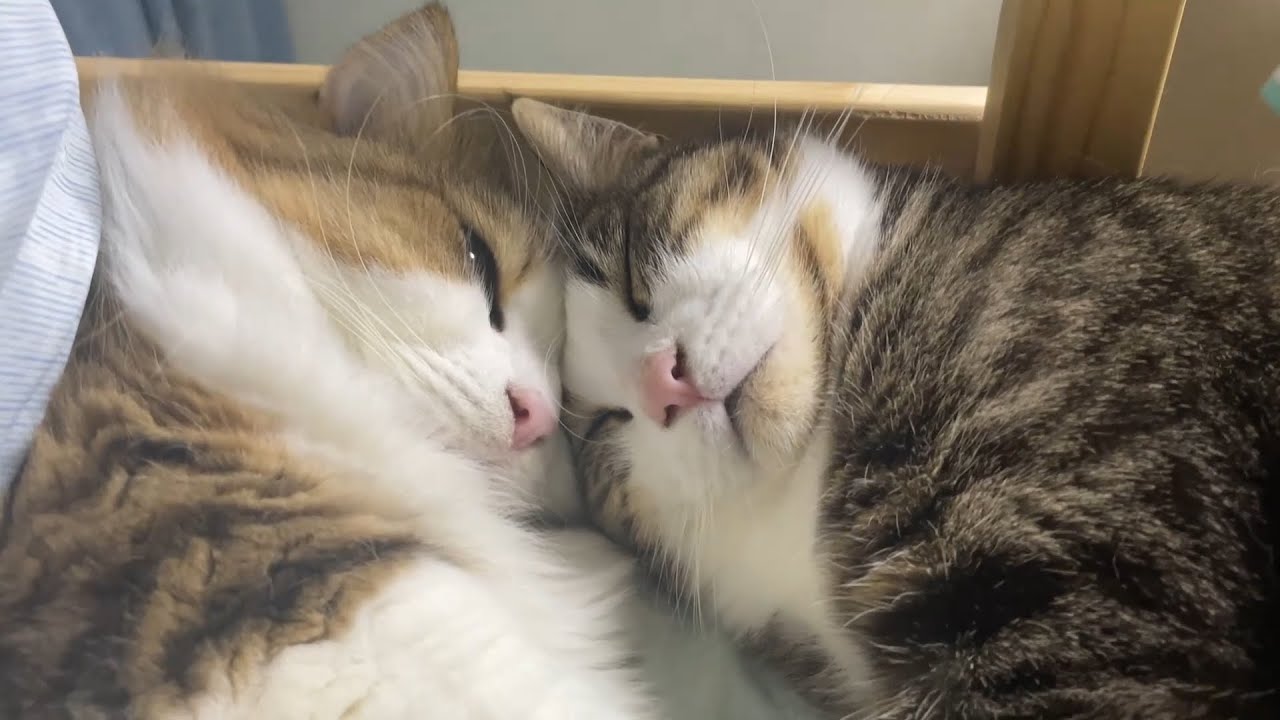 娘が大好きな猫とパパが大好きなねこ