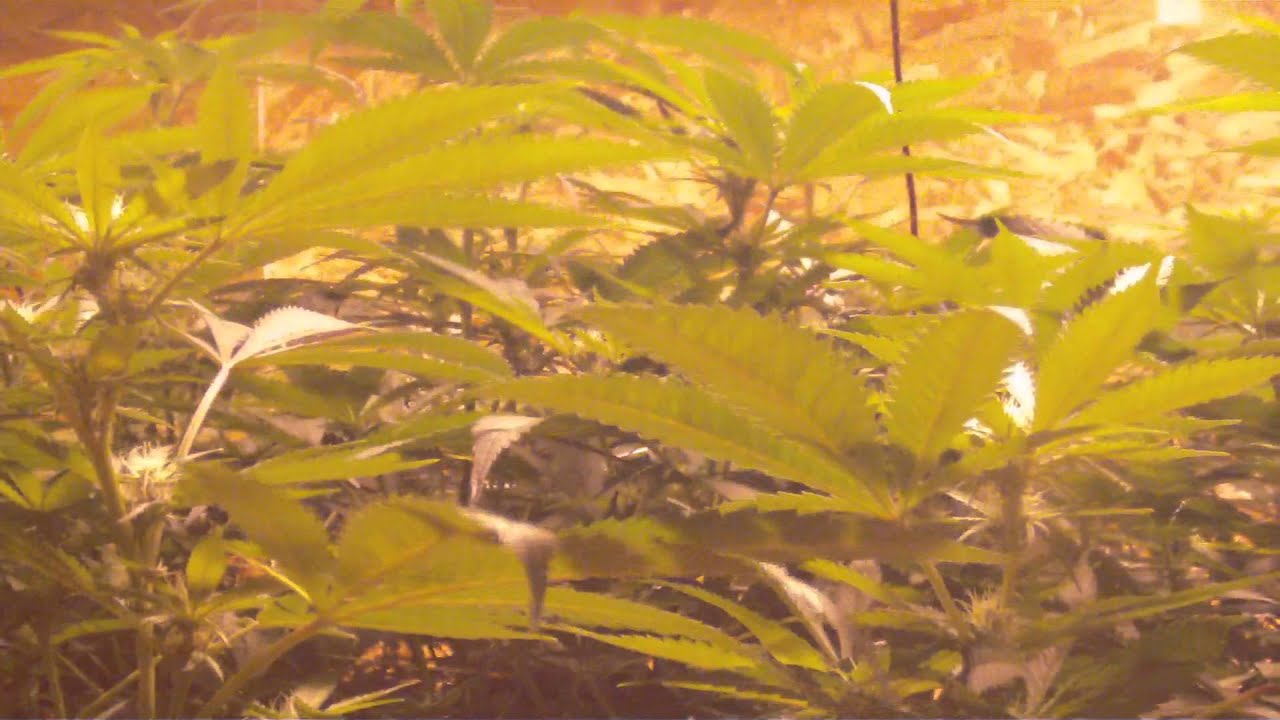 How to Grow Marijuana: Flowering God Bud Day 16