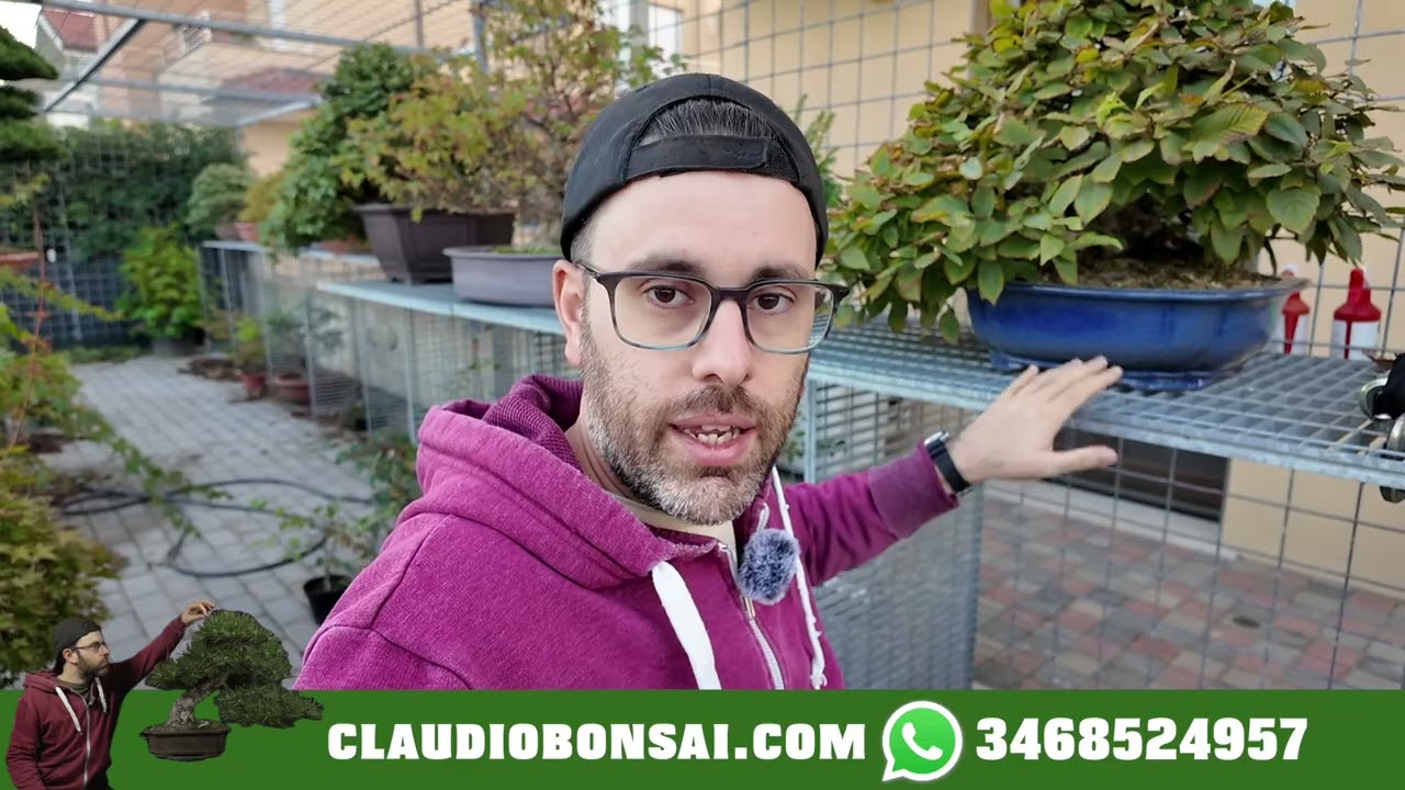 COME ANNAFFIARE IL BONSAI, tutorial senza seghe mentali
