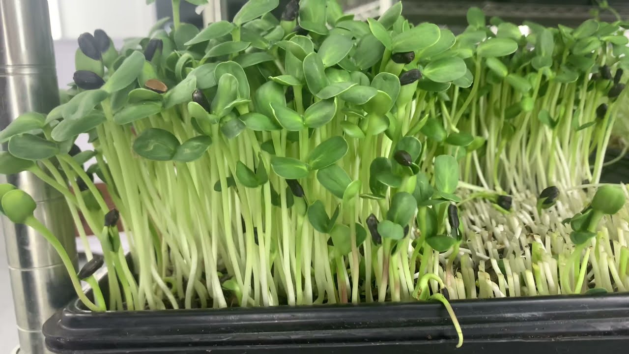 Microgreens de girasol - Cómo obtener la mayor producción de microverdes de esta semilla?!
