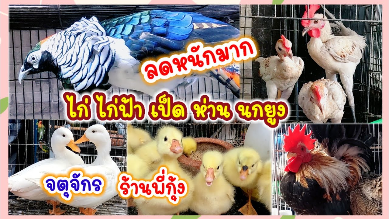 ลดราคาหนักมาก ไก่ ไก่ฟ้า เป็ด ห่าน นกยูง จตุจักร ร้านพี่กุ้ง จัดส่งได้ทั่วประเทศ