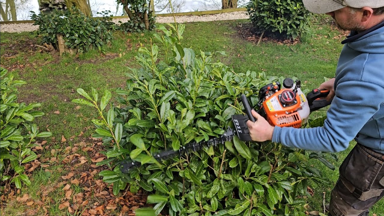 ParkerBrand Hedge Trimmer - How to Start - Demo on Round Hedging - Trimming a Holly Tree