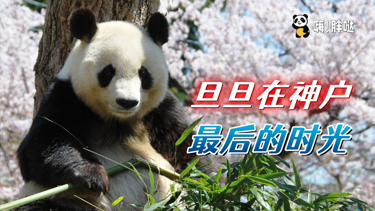 熊猫“旦旦”在神户最后的时光，神户市民为何痛哭？独家揭秘旦旦三年来心脏病治疗的细节，在饲养员按摩中离世